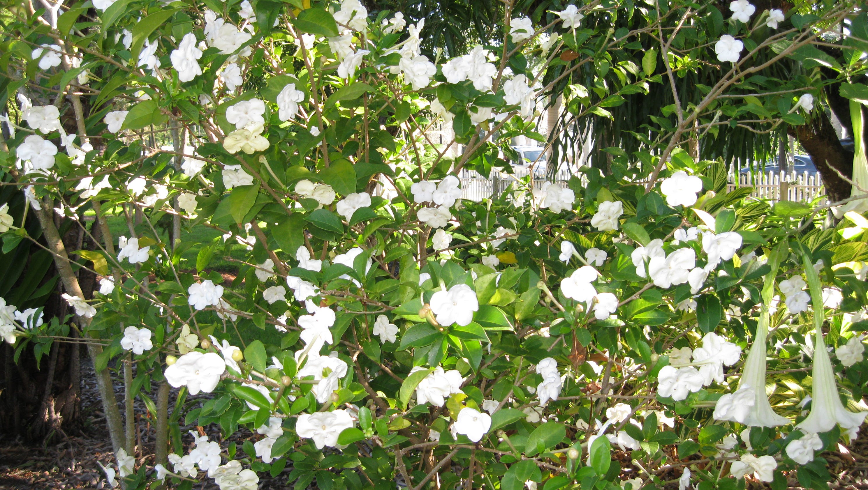 Inventing Your Garden Fragrant plants for Southwest Florida