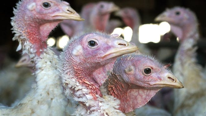 The latest outbreaks are at a Barron County turkey farm and a Juneau County farm with a mixed flock.