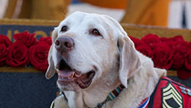 Sommetider Stipendium fuzzy 25 most heroic dogs in America