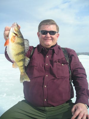 A perch caught with guide Phil Schweik in March 2015.