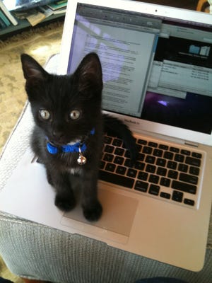Kittens will probably sit on your computer and prevent you from doing any work.