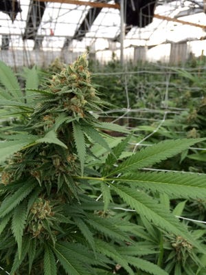 A greenhouse filled with marijuana growing in Denver is seen. A bill in the  General Assembly seeks to make Delaware the ninth state to legalize recreational marijuana sales and use.