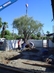 How to move your olive tree