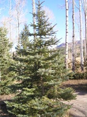 Online Christmas Tree permits will be available for purchase in the Gila National Forest beginning Nov. 16.