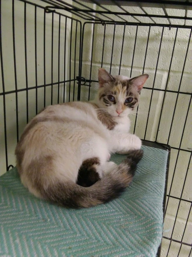 Dogs Cats Forever Tika Needs A New Beginning