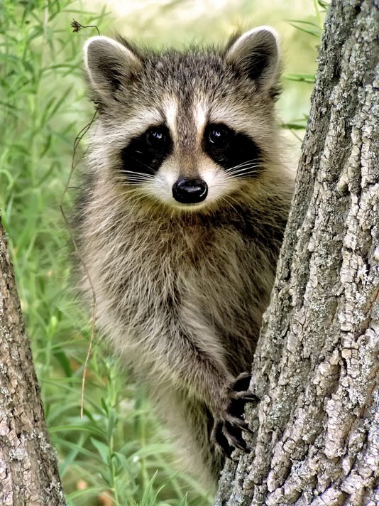 2 Flint officers save baby raccoon trapped in sludge