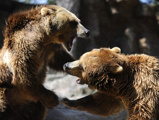 Man mauled to death by captive grizzly in Montana