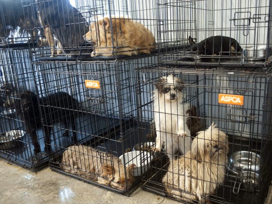 Lawmakers Look To Crack Down On Online Puppy Sales