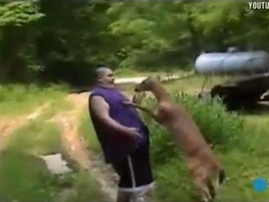 Deer Beats Man In Impromptu Boxing Match 