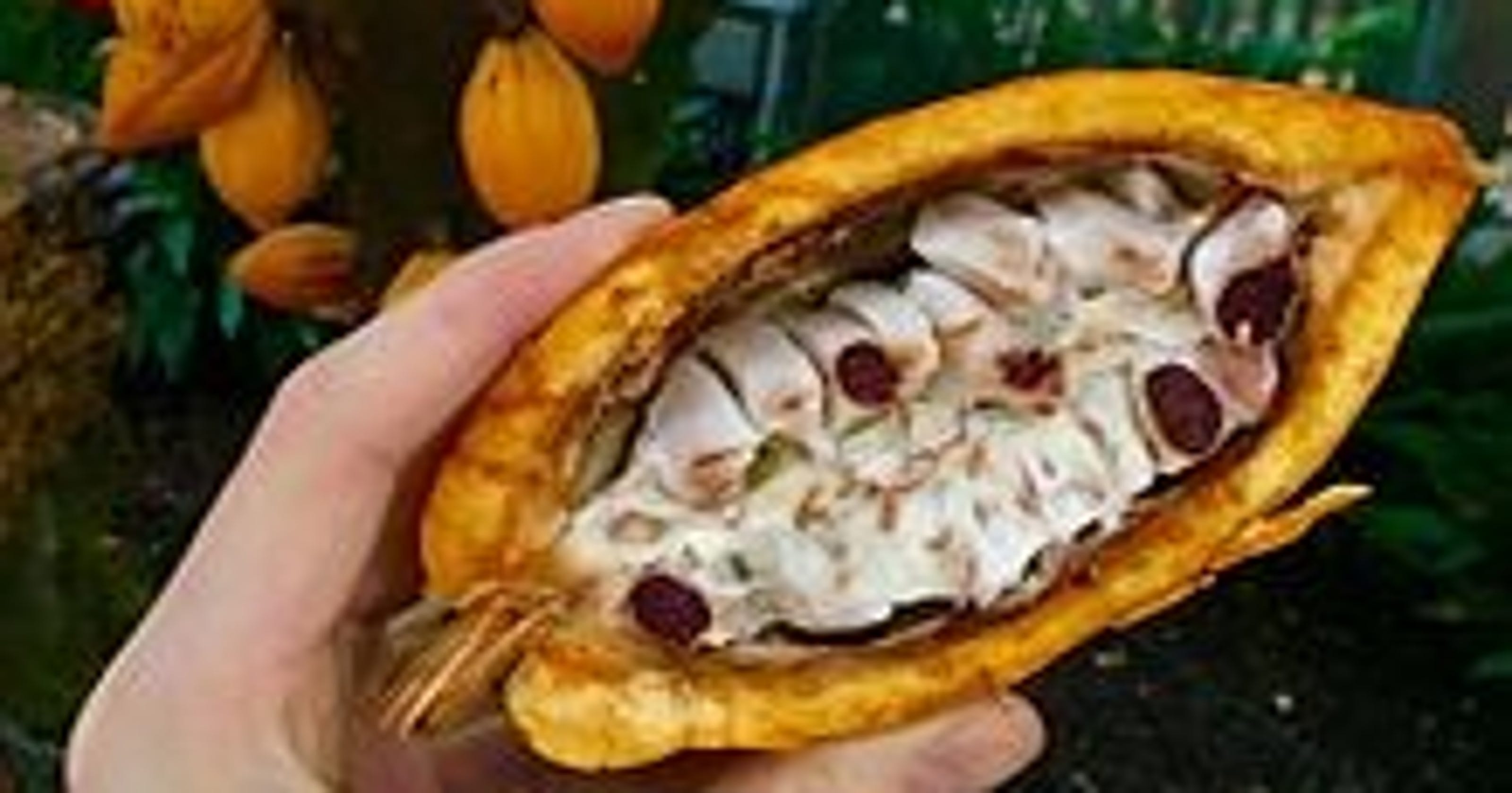 Nonvirtual Reality Harvesting cocoa beans is a laborintensive process