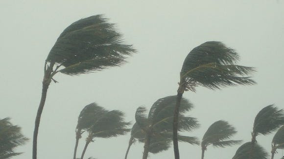 Palm trees being blown by extremely strong winds.