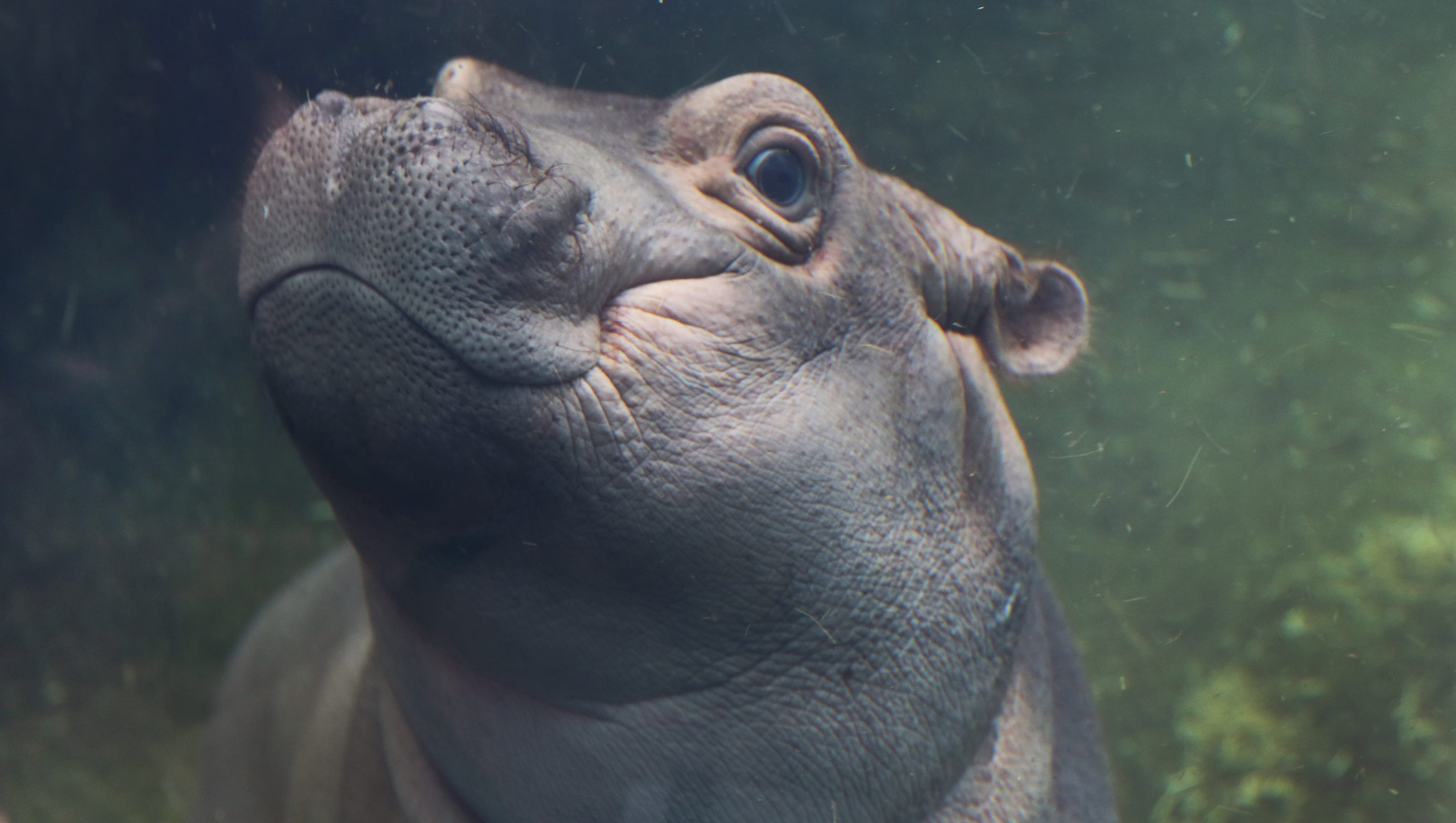 It's Fiona the hippo's birthday. She's already had a remarkable life.