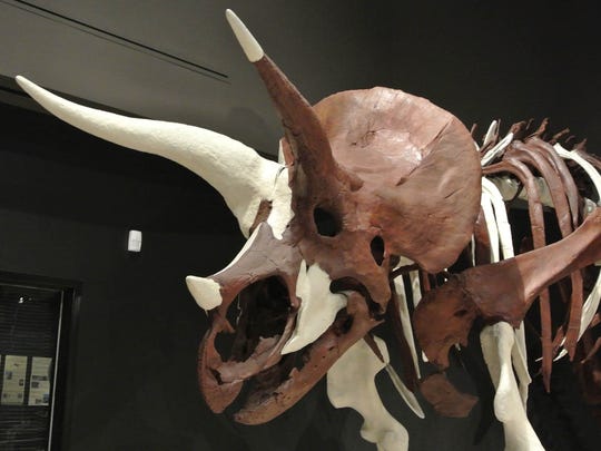 dinosaur fossils triceratops