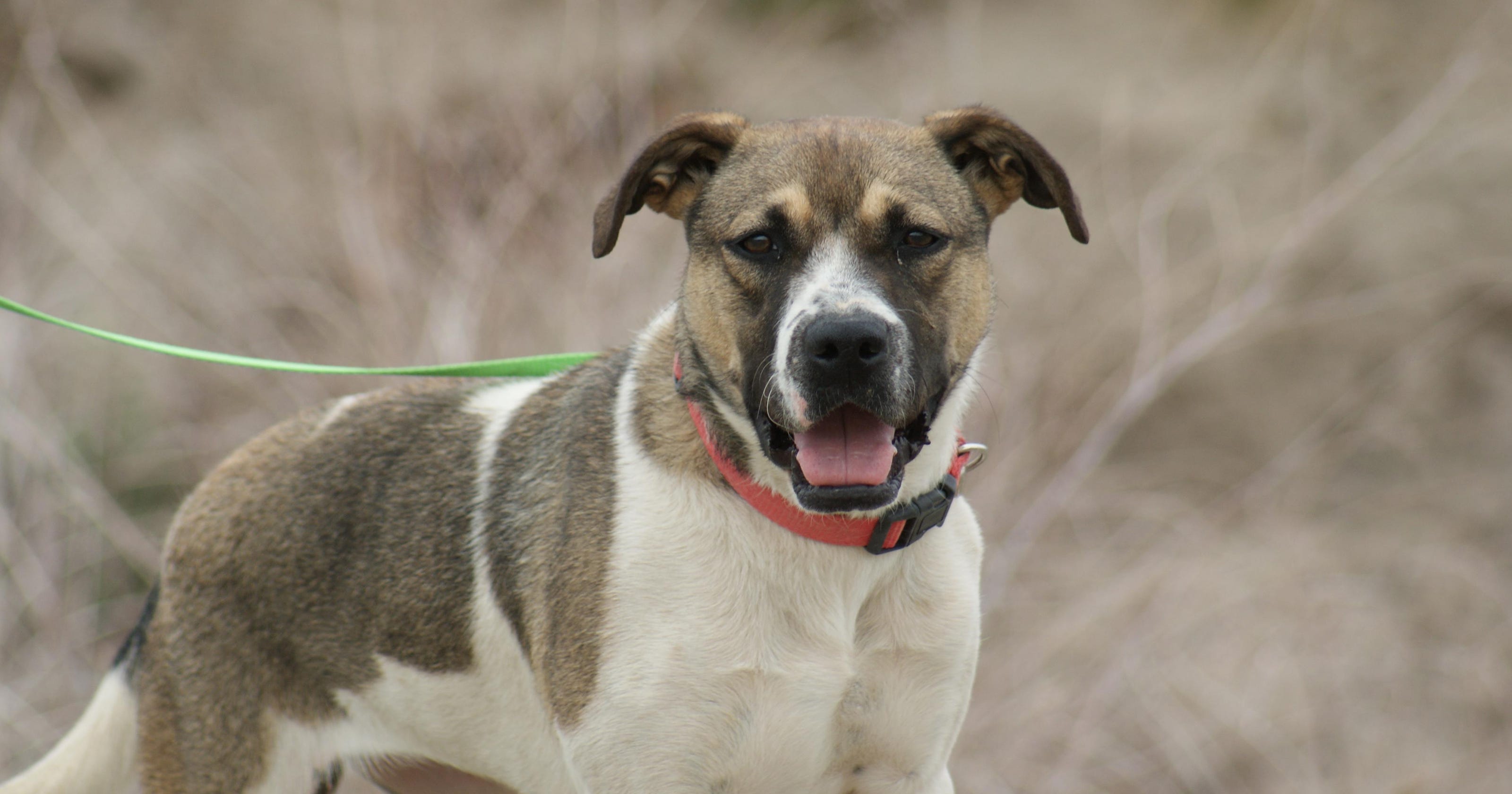 Can my dog get Parvo? The answer is yes!