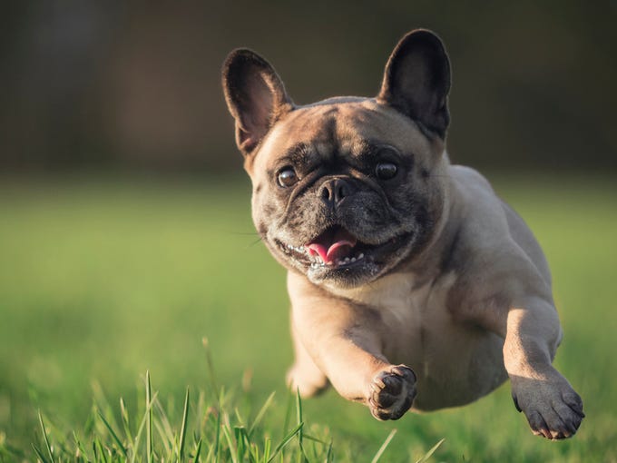 Tiny Mexican Dog Breed Crossword Best Dogs 2018