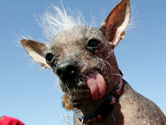 Ugliest Dogs Of All Time Only An Owner Could Love These Faces