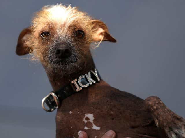 Ugliest Dogs Of All Time Only An Owner Could Love These Faces