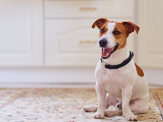 Teen Charged With Jack Russell Terrier Theft From Store Police