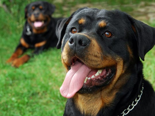Lacey Woman Loses 3 500 In Rottweiler Puppy Scam Police
