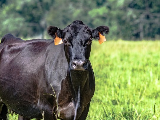Given Florida's location and climate, it's not surprising that there are superstitions about hurricanes there. One is: when a cow carries its tail upright, it's a sign that a hurricane is coming.