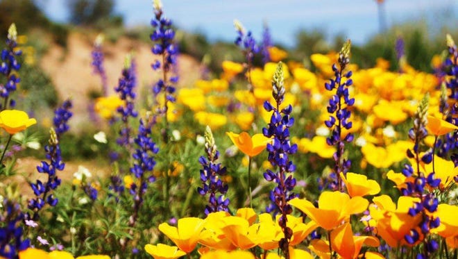 Lesson On Picking Wildflowers No Means No