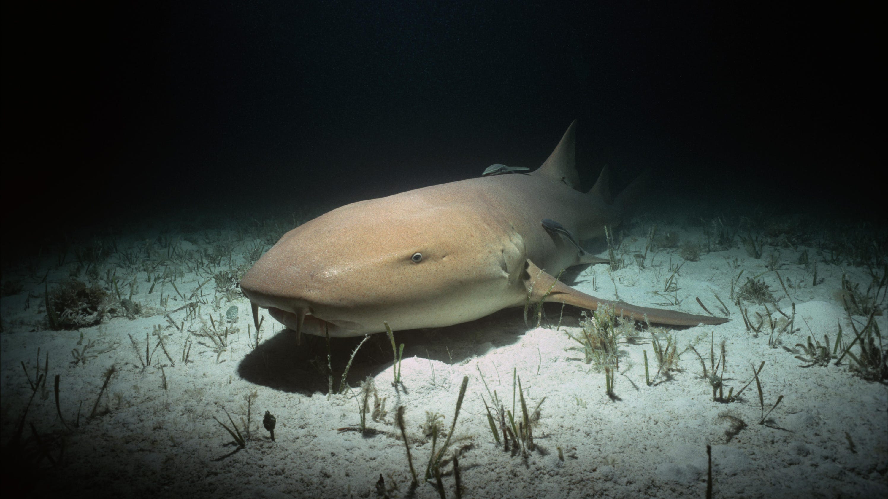 Wild File Meet the bottomdwelling nurse shark