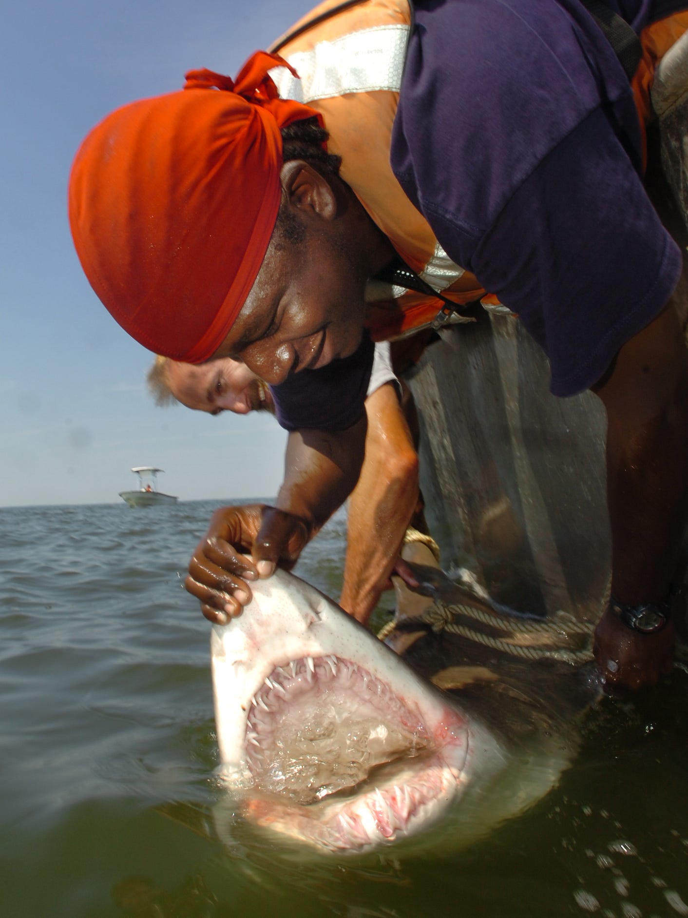 Expect More Shark Encounters