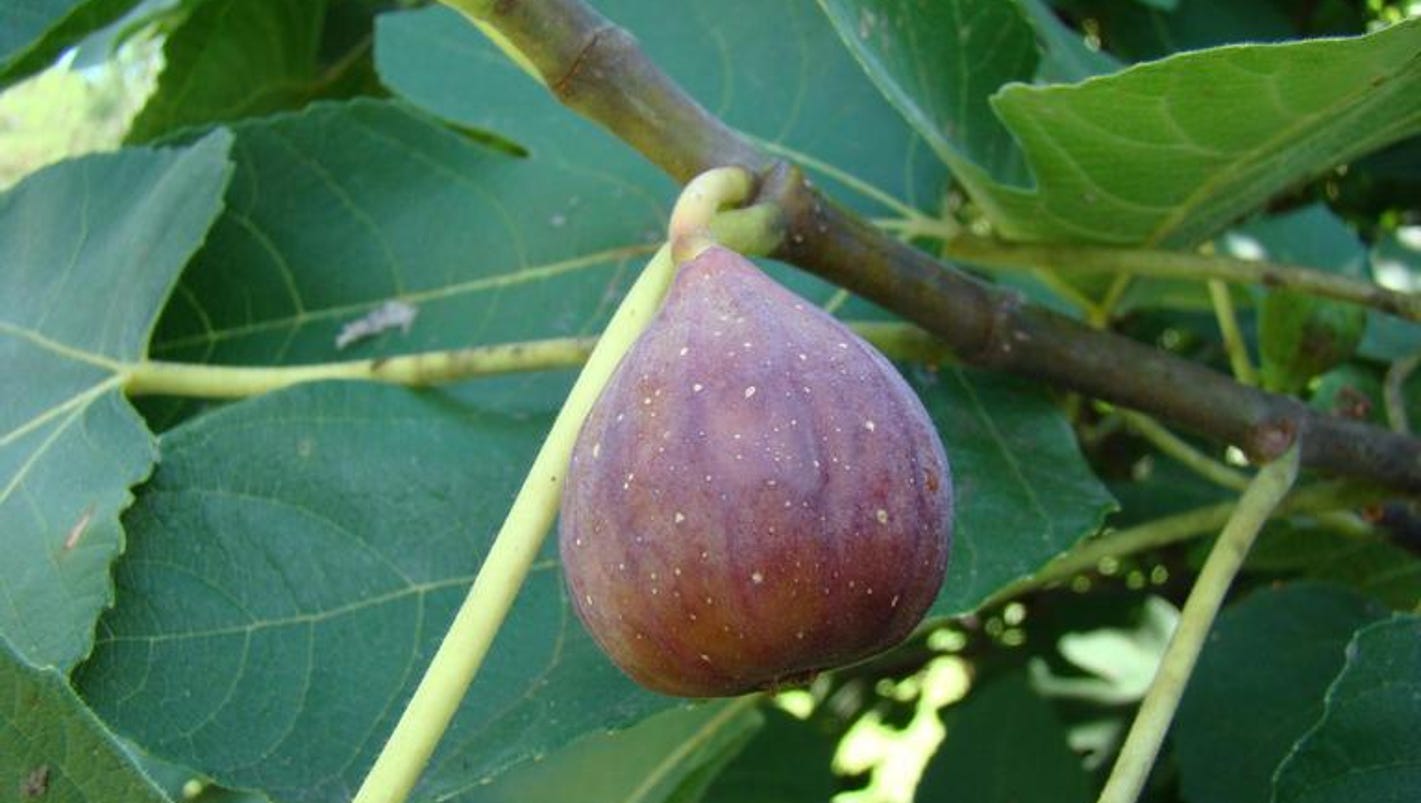 Fig trees and wasps depend on each other