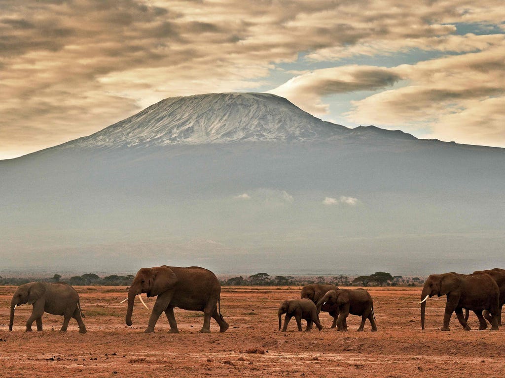 A herd of elephants walks in front of Mount Kilimanjaro in Amboseli National Park in Kenya.