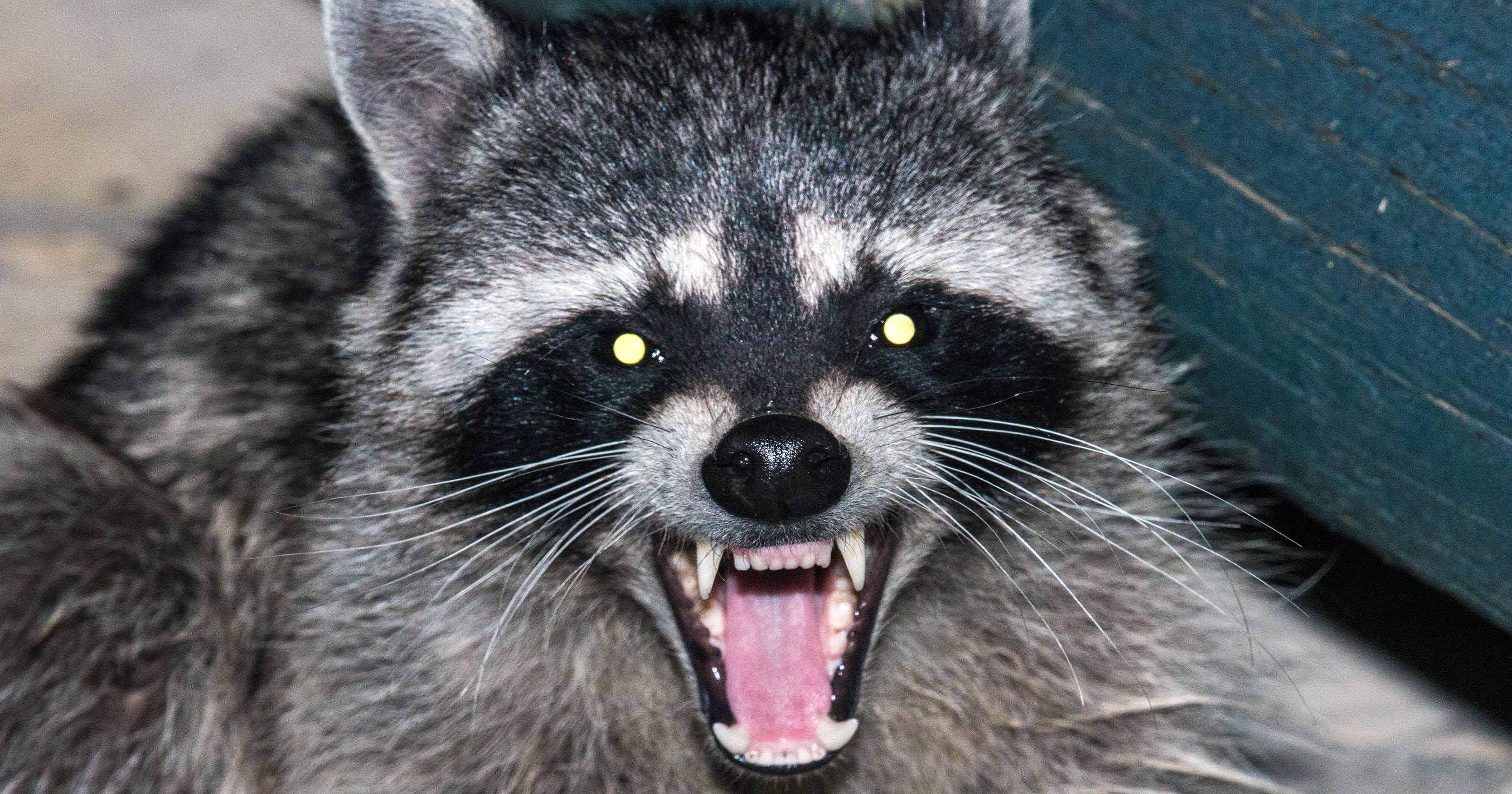 Image result for raccoons