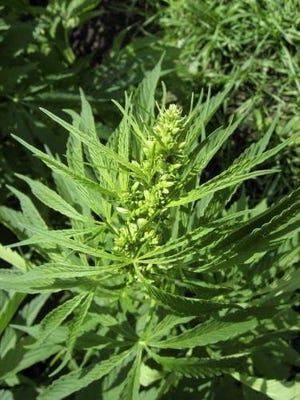 Industrial hemp is seen growing on a test plot near Langdon, N.D.