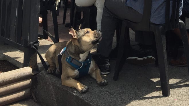 Many restaurants welcome dogs outdoors