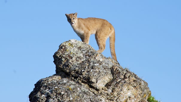 A mountain lion -- also known as a cougar, puma...