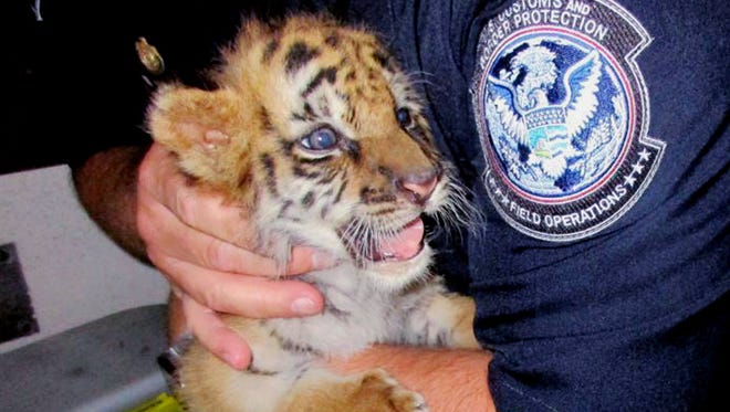 This Wednesday photo provided by U.S. Customs and Border Protection shows an agent holding a male tiger cub that was confiscated at the U.S. border crossing at Otay Mesa southeast of downtown San Diego early Wednesday.