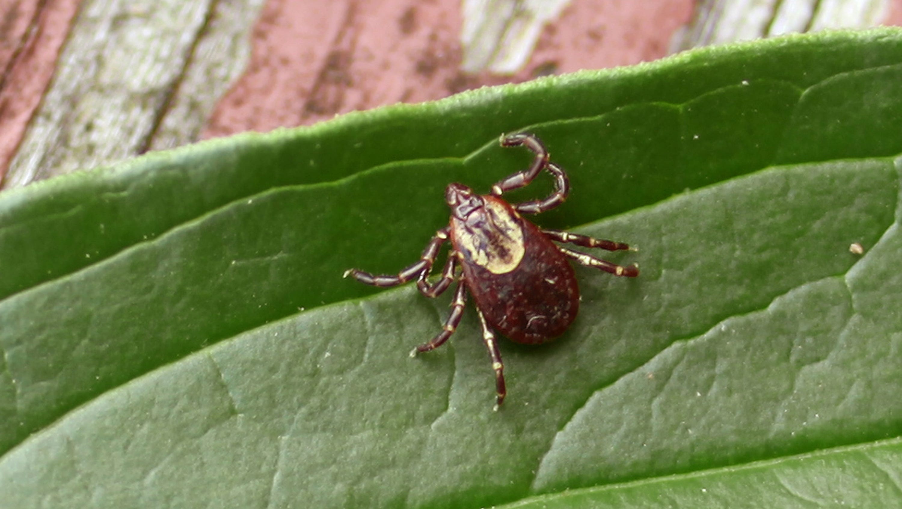 Ticks in Virginia, Lyme disease and tick prevention