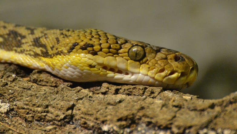 atlanta zoo snake escape