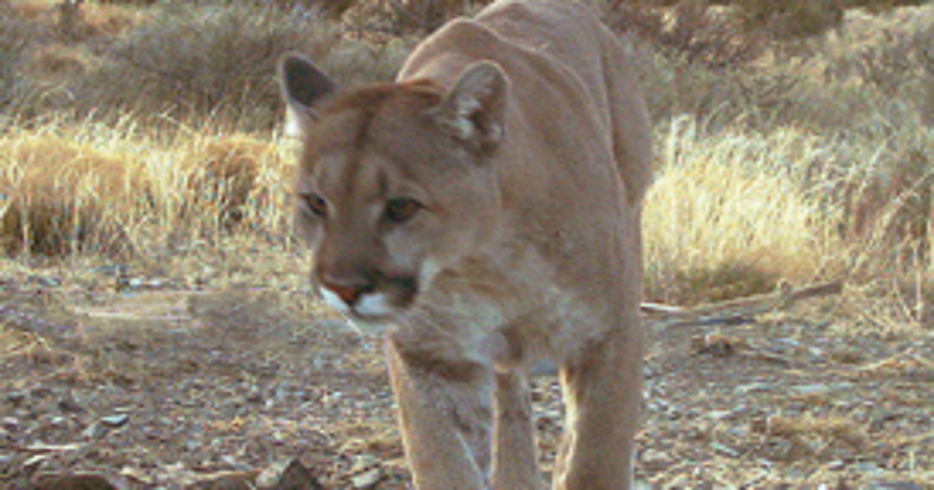 Mountain lion killed in Kentucky first confirmed sighting since before