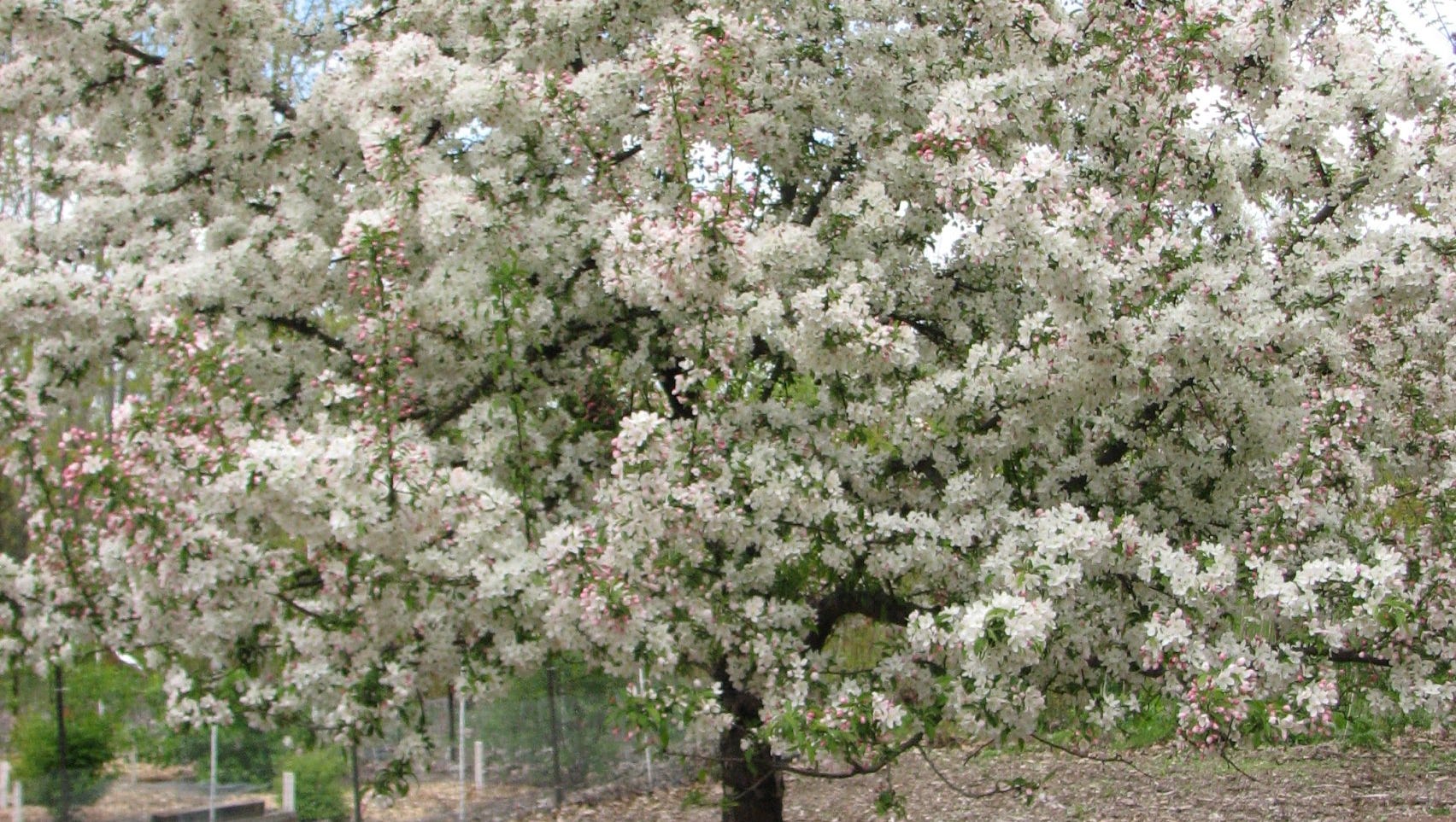 The best crabapple trees for your landscape