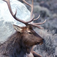 Why Do Elk Migrate