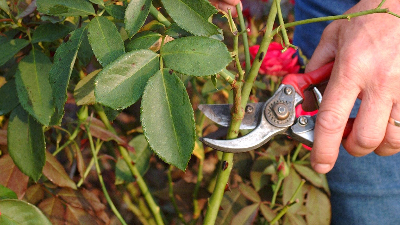 Late summer time for pruning roses