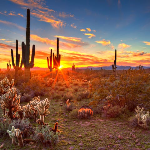 Sun is setting beetwen Saguaros, in Sonoran Desert