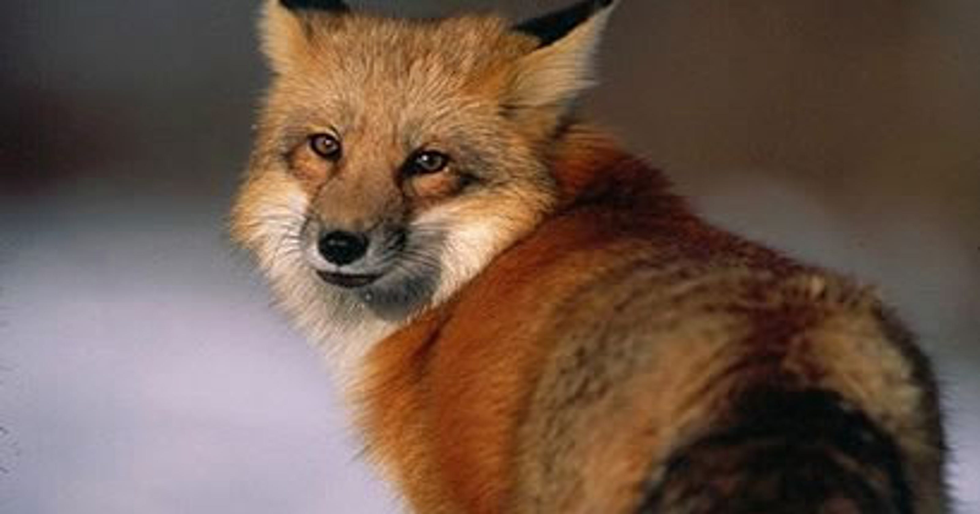Red foxes, coyotes are excellent hunters