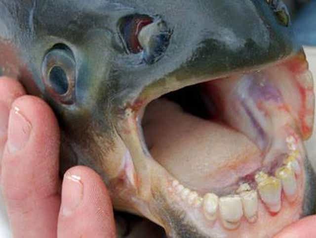 Pacu Fish With Human Like Teeth Is Causing Problems In Arizona