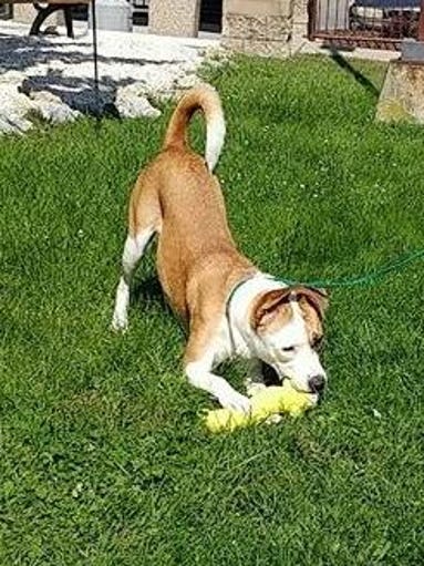 Sadie, a one-year-old female lab mix from South Carolina,