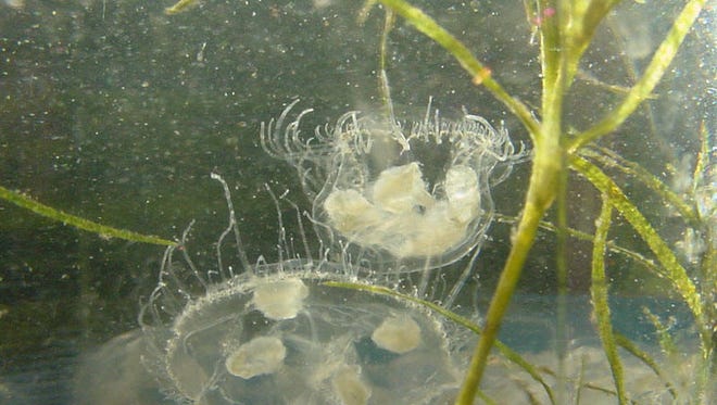 Freshwater jellyfish, just floating around
