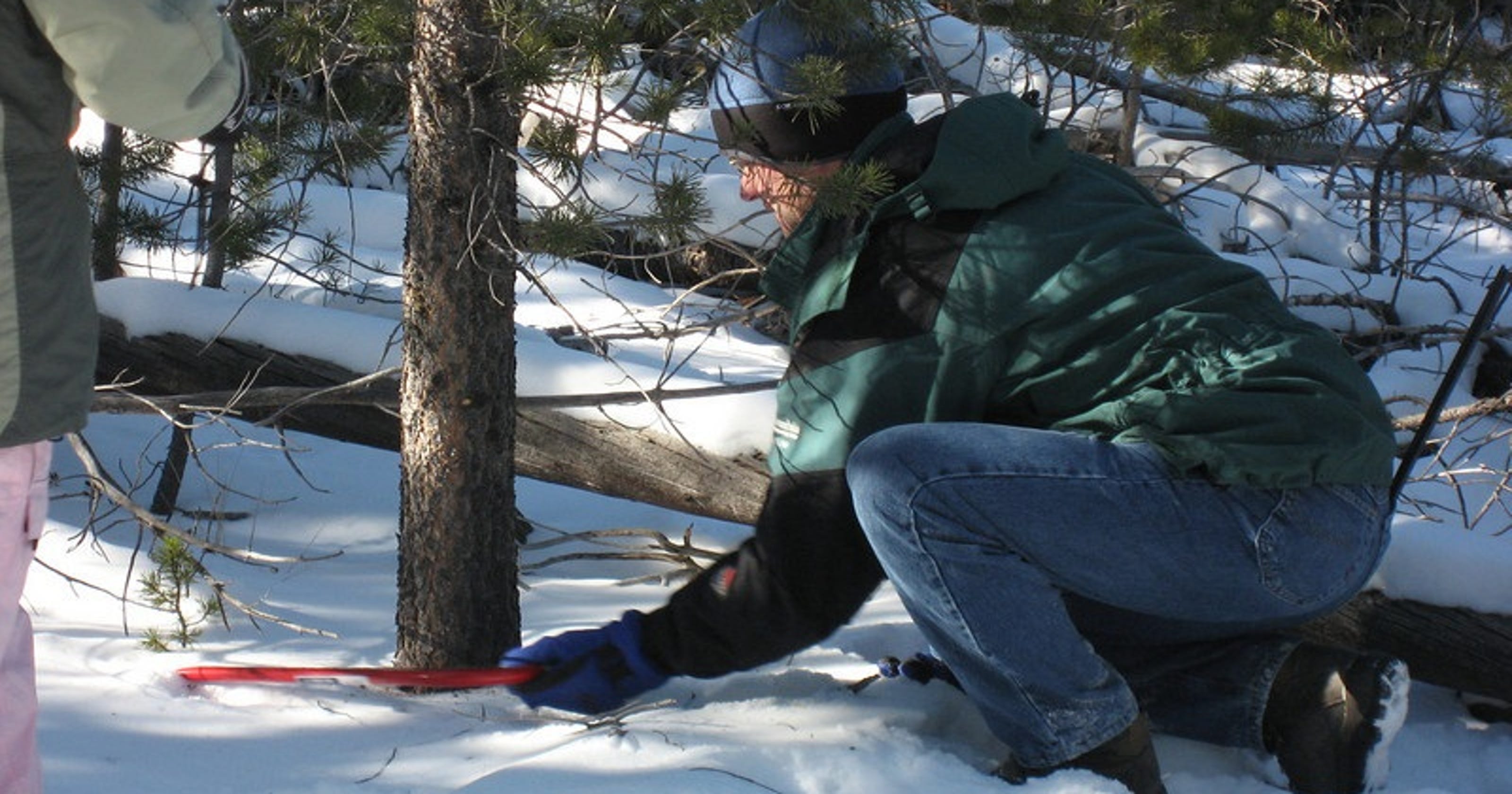 Forest service Christmas tree cutting dates announced