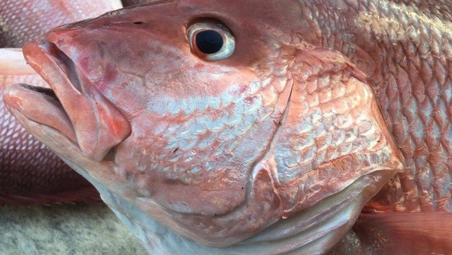 Federal fishery manager officials expect to be able to announce dates for the upcoming brief red snapper mini-season next week.
