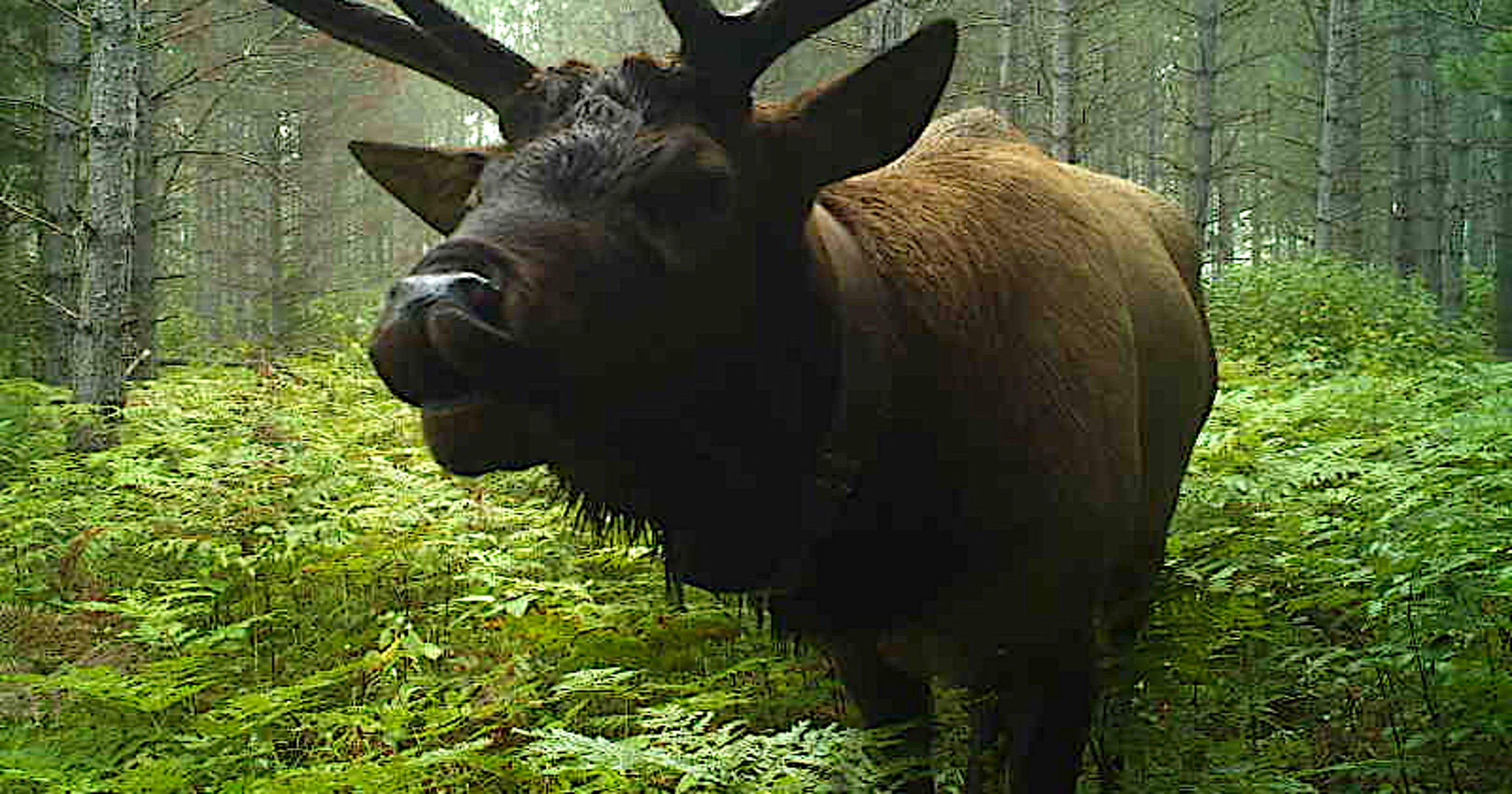 Inaugural Wisconsin elk season open; tribes already harvested three