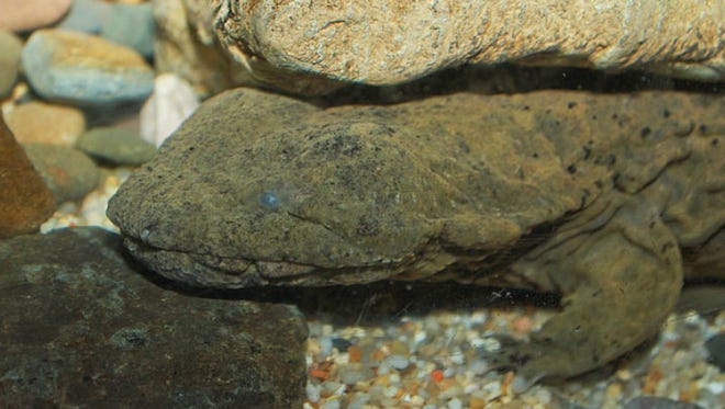 Hellbenders are fully aquatic salamanders, can grow up to 2 feet long, and can be found in fast-flowing rivers and streams, where they habitat under rocks.