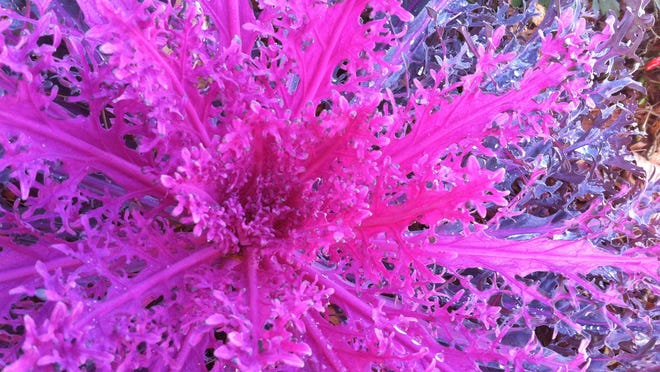 Many varieties of ornamental cabbage or flowering kale offer color and texture for fall plantings and arrangements.
